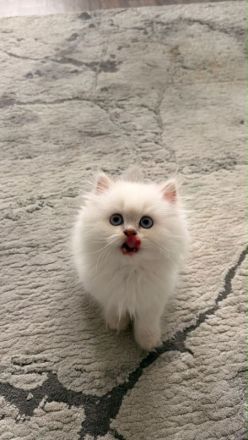Bildhübsches, verschmustes BLH-Kätzchen auf der Suche nach einer liebevollen Familie 🐾❤️ - SOFORT