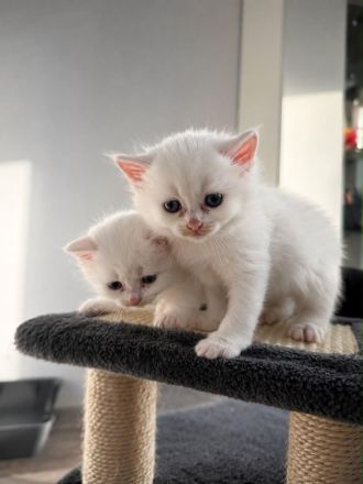 Wunderschöne, verschmuste BLH Ragdoll Kitten suchen ihr neues Zuhause 🐾🤍 - SOFORT