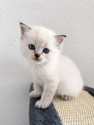 Wunderschöne, verschmuste BLH Ragdoll Kitten suchen ihr neues Zuhause 🐾🤍 - SOFORT