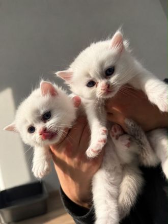 Wunderschöne, verschmuste BLH Ragdoll Kitten suchen ihr neues Zuhause 🐾🤍 - SOFORT