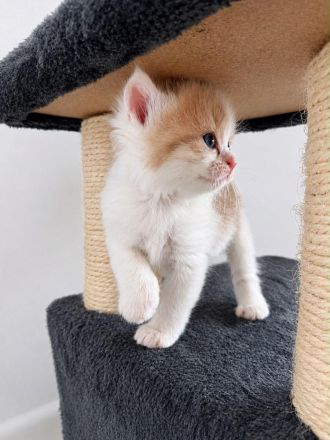Wunderschöne, verschmuste BLH Ragdoll Kitten suchen ihr neues Zuhause 🐾🤍 - SOFORT