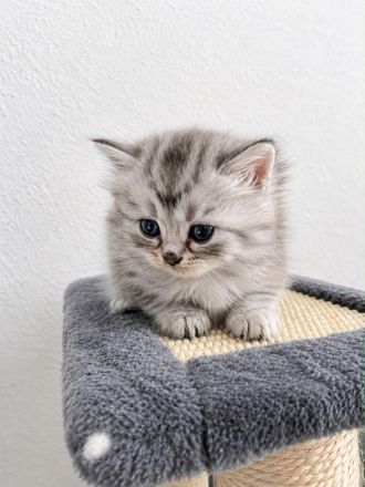 Wunderschöne, verschmuste BLH Ragdoll Kitten suchen ihr neues Zuhause 🐾🤍 - SOFORT