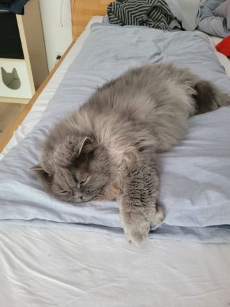 Liebe BLH-Dame, 8 Jahre, sucht ein neues Zuhause