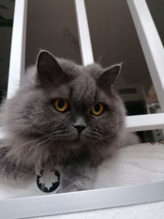 Liebe BLH-Dame, 8 Jahre, sucht ein neues Zuhause
