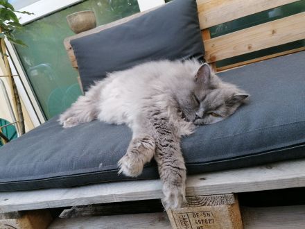 Liebe BLH-Dame, 8 Jahre, sucht ein neues Zuhause
