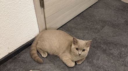 Liebevoller BKH-Kater (4 Monate) sucht neue Zuhause