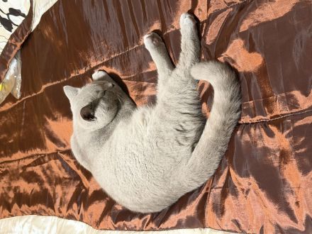 Liebevoller BKH-Kater (4 Monate) sucht neue Zuhause
