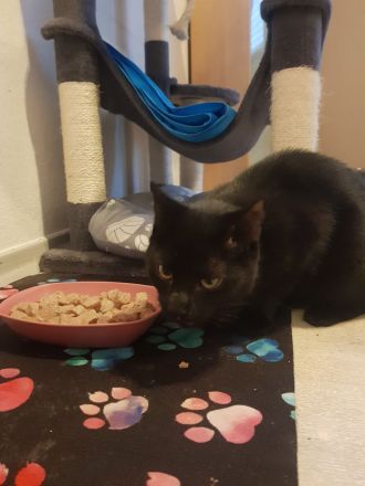 Liebes Katzen-Duo (6 & 4 Monate) sucht gemeinsam ein Zuhause