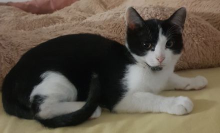 Liebes Katzen-Duo (6 & 4 Monate) sucht gemeinsam ein Zuhause