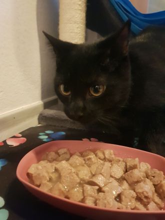 Liebes Katzen-Duo (6 & 4 Monate) sucht gemeinsam ein Zuhause