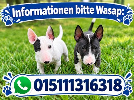 Miniatur Bullterrier mit Ahnentafel