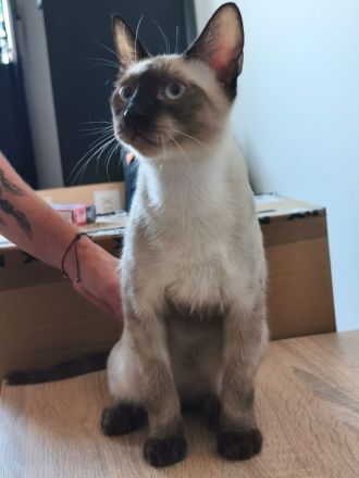 Saphir und Pearl, gemeinsam auf der Suche nach Iher Familie