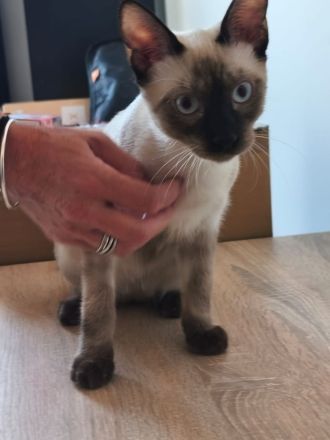 Saphir und Pearl, gemeinsam auf der Suche nach Iher Familie