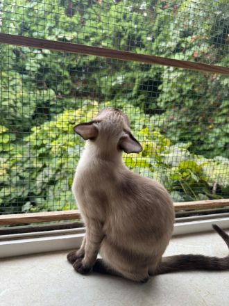 Saphir und Pearl, gemeinsam auf der Suche nach Iher Familie