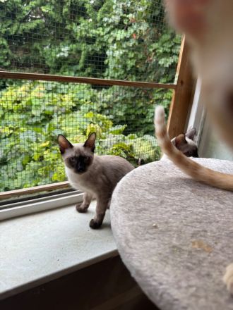 Saphir und Pearl, gemeinsam auf der Suche nach Iher Familie