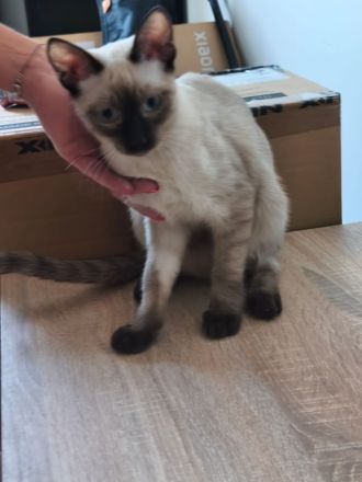 Saphir und Pearl, gemeinsam auf der Suche nach Iher Familie