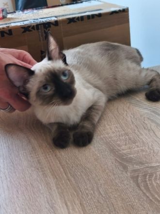 Saphir und Pearl, gemeinsam auf der Suche nach Iher Familie