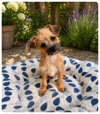 Traumhund Chihuahua x Zwergpudel Hybride F1 Generation - top Elterntiere