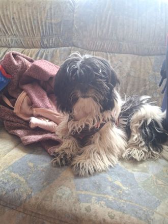 Shih Tzu Hündin
