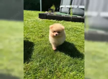 Süsse Zwergspitz Pomeranian Welpen!!
