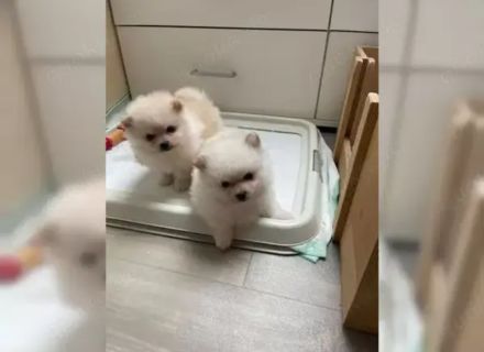 Süsse Zwergspitz Pomeranian Welpen!!