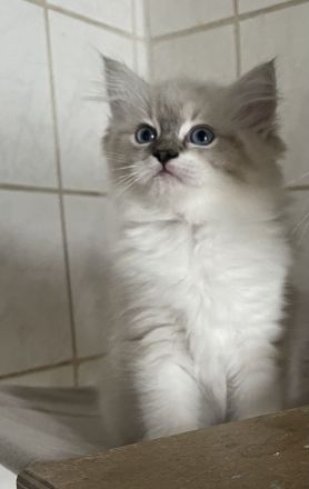 Ragdoll Kitten