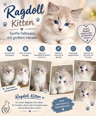 Ragdoll Kitten