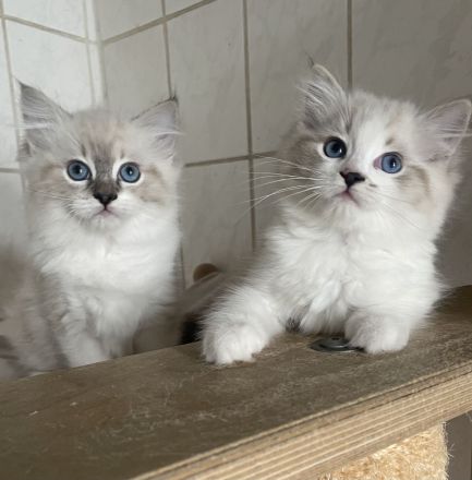 Ragdoll Kitten