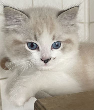 Ragdoll Kitten