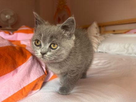 Unsere letzte süße BKH - Kätzchen kitten in der Farbe Rein Blue sucht ein liebevolles Zuhause.