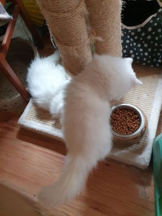 BLH Katzenmädels weiß geboren am 17.06. 2026 suchen ein zu Hause