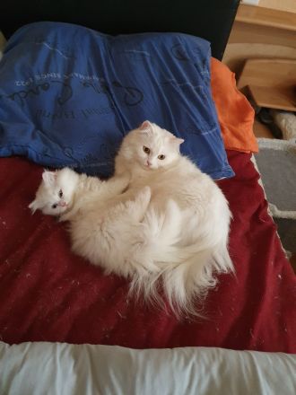 BLH Katzenmädels weiß geboren am 17.06. 2026 suchen ein zu Hause
