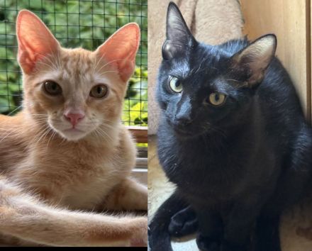 Topaz und Onyx, gemeinsam auf der Suche nach Iher Familie