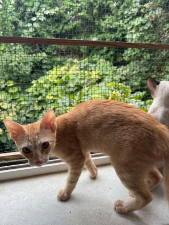 Topaz und Onyx, gemeinsam auf der Suche nach Iher Familie