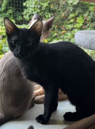 Topaz und Onyx, gemeinsam auf der Suche nach Iher Familie