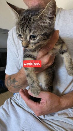 4 süße Kätzchen