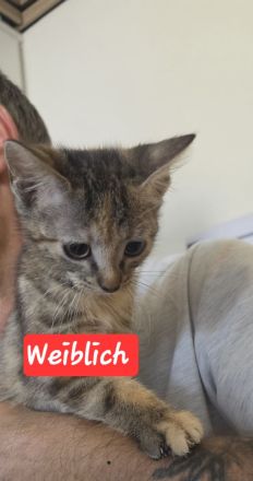 4 süße Kätzchen