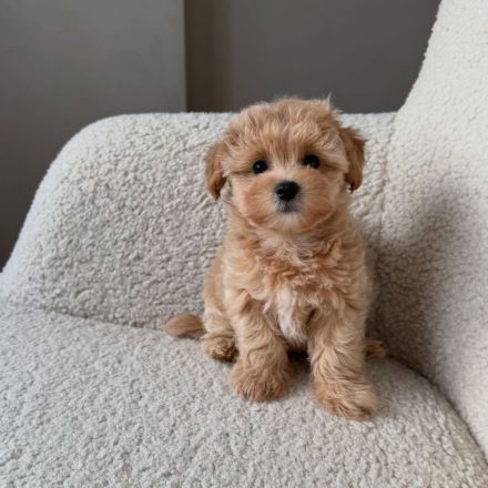 Maltipoo-Welpen abzugeben