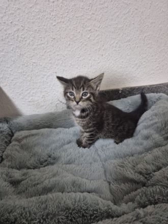 Süße Kitten suchen ein liebevolles Zuhause