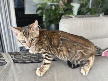 Bengal Kitten Snow Lynx / Braun. Mit Stammbaum