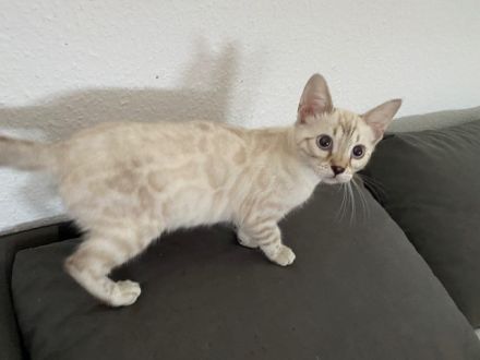 Bengal Kitten Snow Lynx / Braun / Snow Marbled Mit Stammbaum