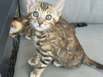 Bengal Kitten Snow Lynx / Braun. Mit Stammbaum