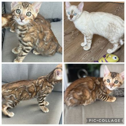 Bengal Kitten Snow Lynx / Braun. Mit Stammbaum