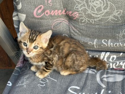 Bengal Kitten Snow Lynx / Braun / Snow Marbled Mit Stammbaum