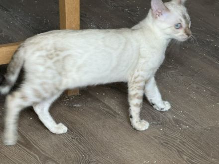 Bengal Kitten Snow Lynx / Braun. Mit Stammbaum