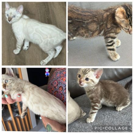 Bengal Kitten Snow Lynx / Braun / Snow Marbled Mit Stammbaum