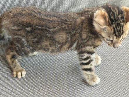 Bengal Kitten Snow Lynx / Braun / Snow Marbled Mit Stammbaum