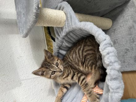 Süßer Kater, 13 Wochen