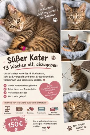 Süßer Kater, 13 Wochen