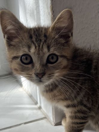 Süßer Kater, 13 Wochen